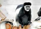動物図鑑・クロシロコロブスの写真 3